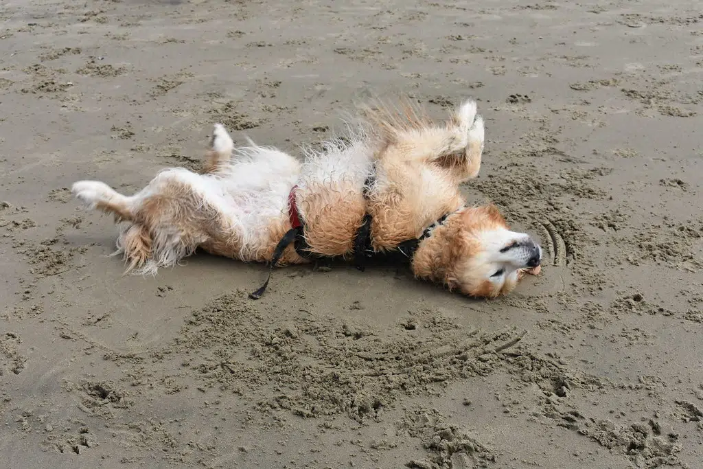 Saugeen Shores To Revisit Rules For Dogs On Beaches