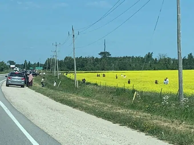 OPP Warn Against Trespassing After Canola Field Selfie Incidents