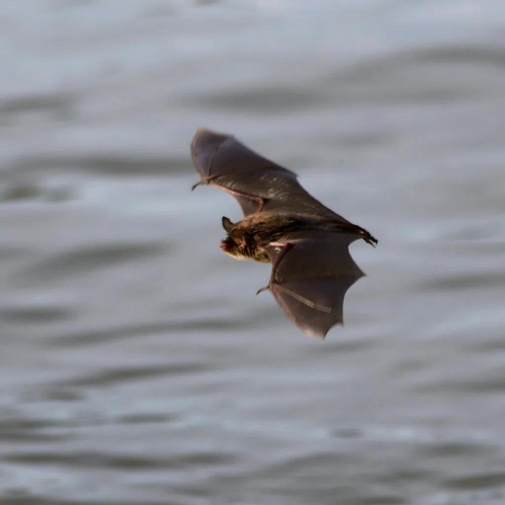 Bat In South Huron Tests Positive For Rabies