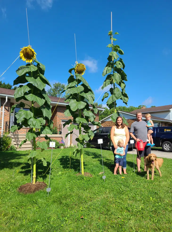 Sunflower Giants in Chesley. Evan Bleumer with The Great Paul Hill