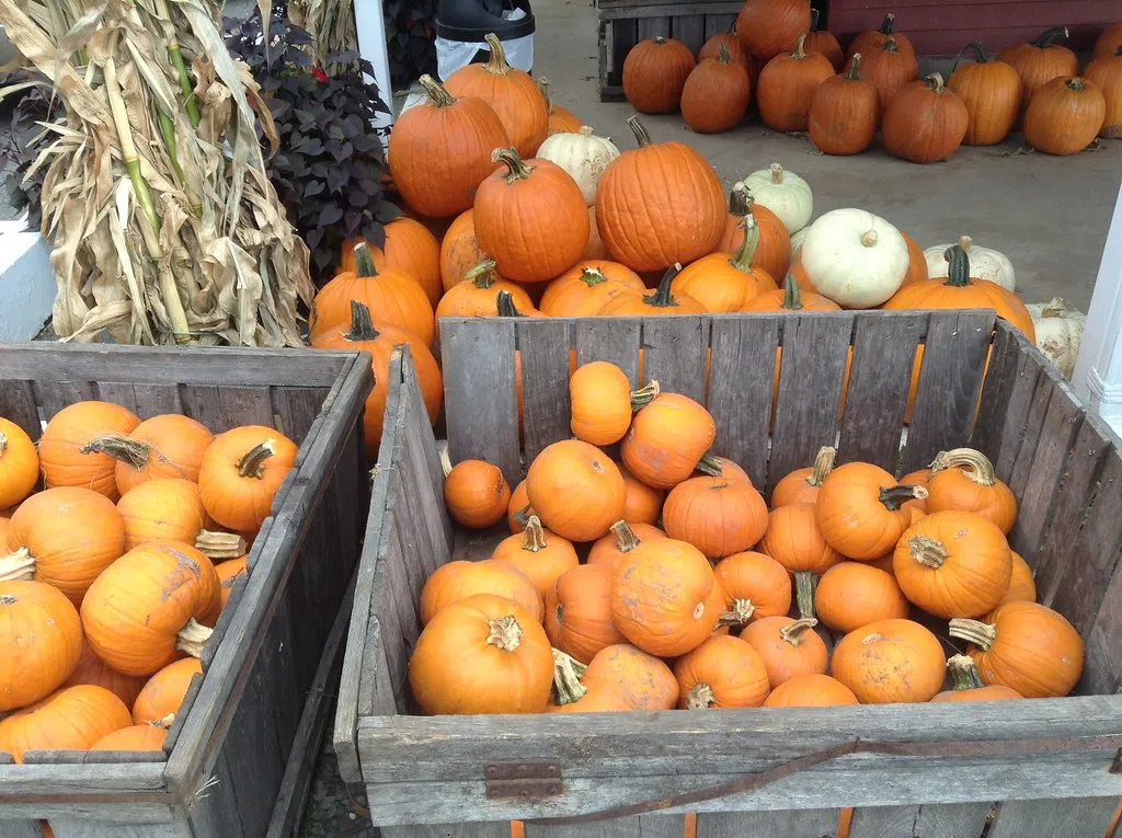Fall Fairs In Grey Bruce This Weekend