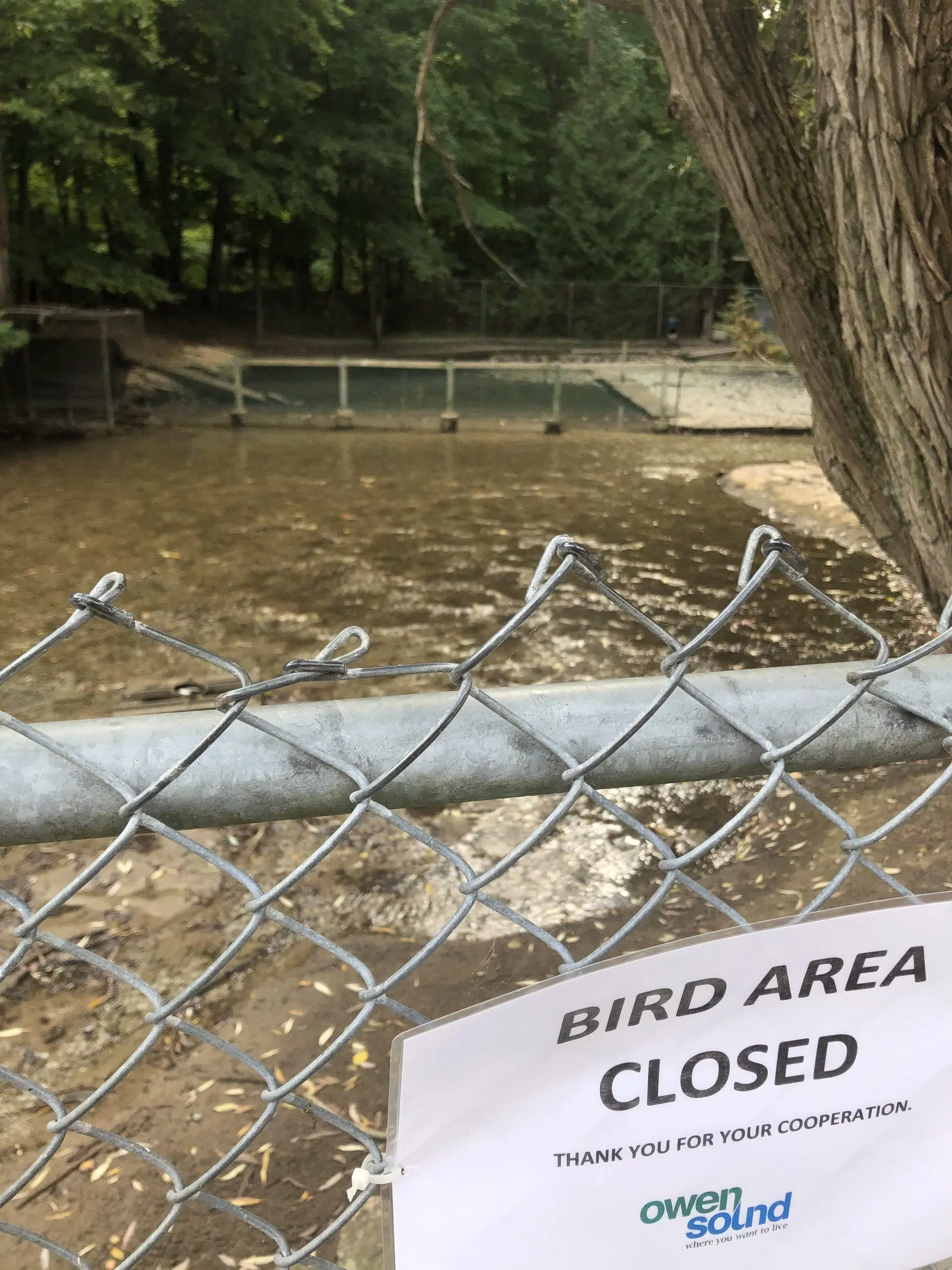 Owen Sound Reintroduces Swans To Harrison Park