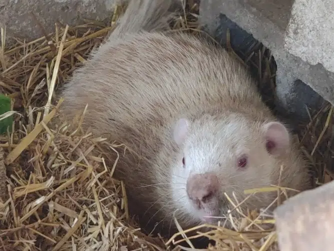 Albino Groundhog Willie Returns To Wiarton