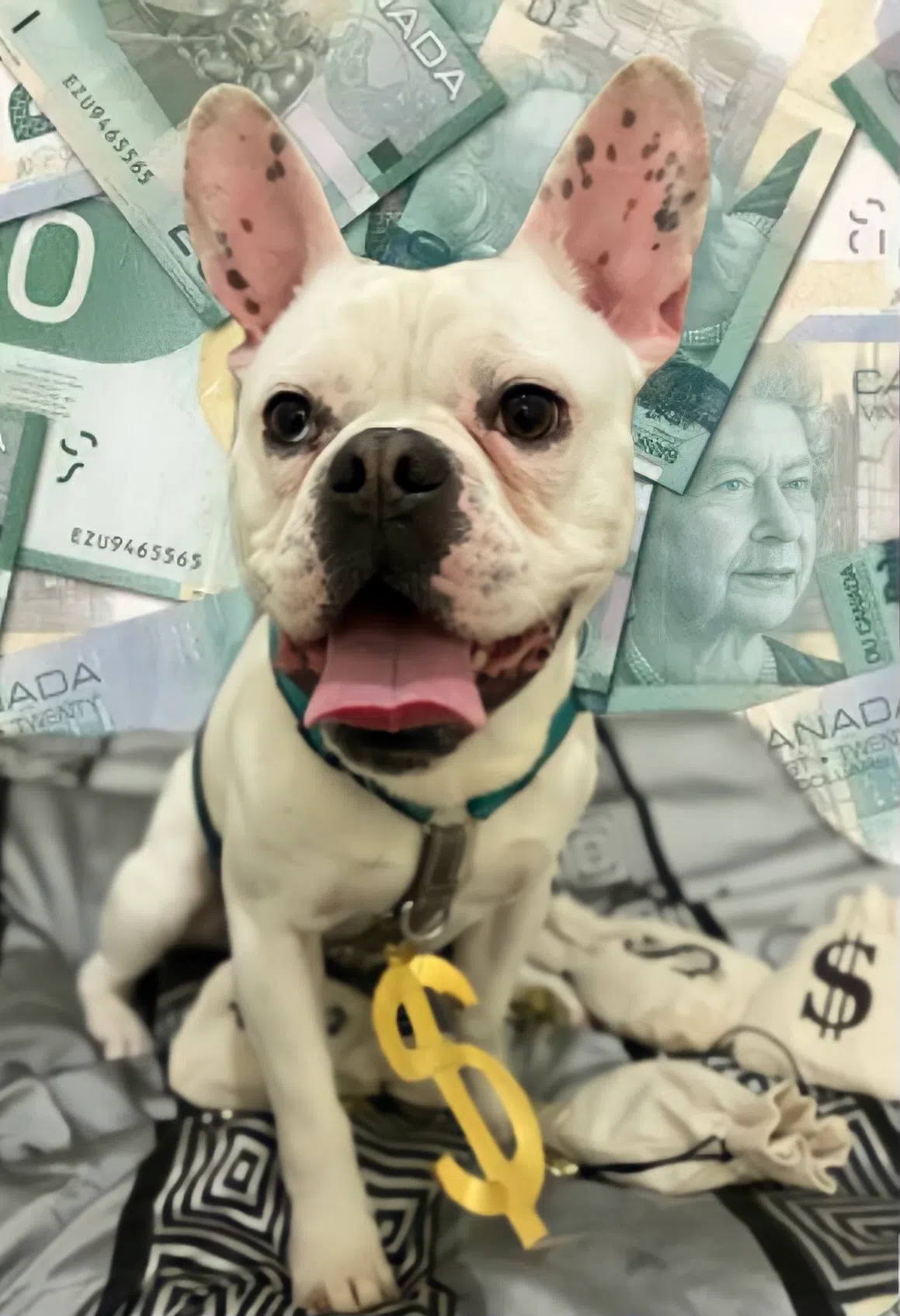 Feline lucky? The Ontario SPCA launches its first Draws for Paws 50/50 Lottery