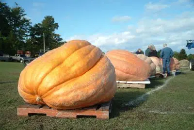 Port Elgin Pumpkinfest Is This Coming Weekend