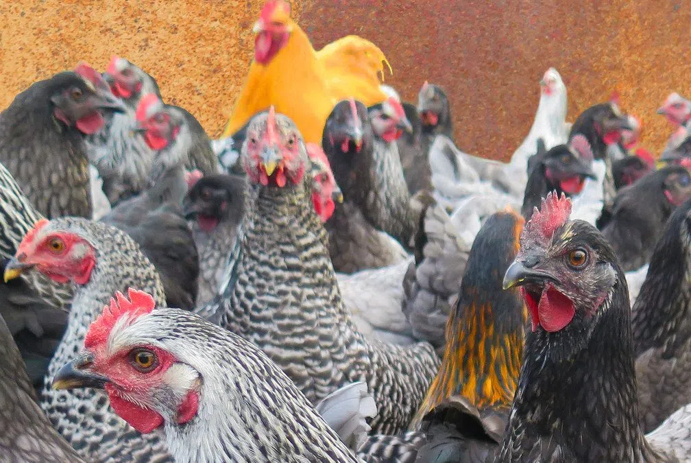 Bluffs To Consider Allowing Backyard Chickens In Residential