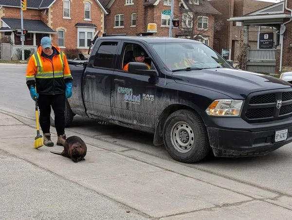 Beaver Strolling Around Downtown Owen Sound Guided Back To River