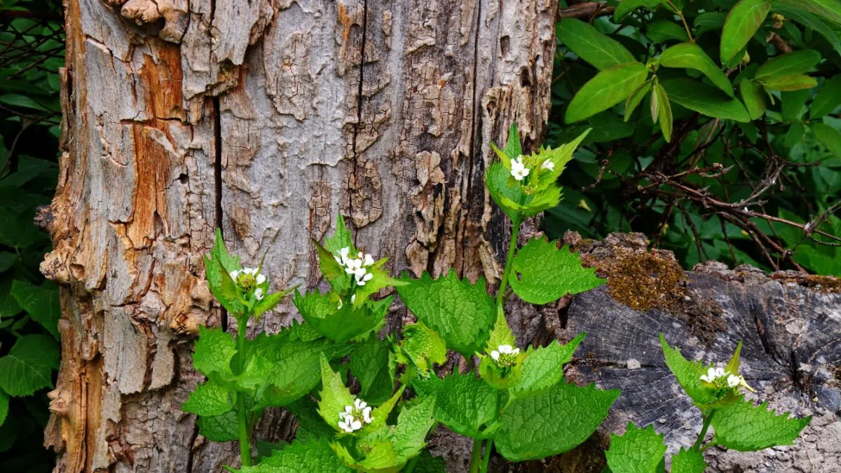 Saugeen Shores Is Doing A Garlic Mustard Challenge 560 CFOS