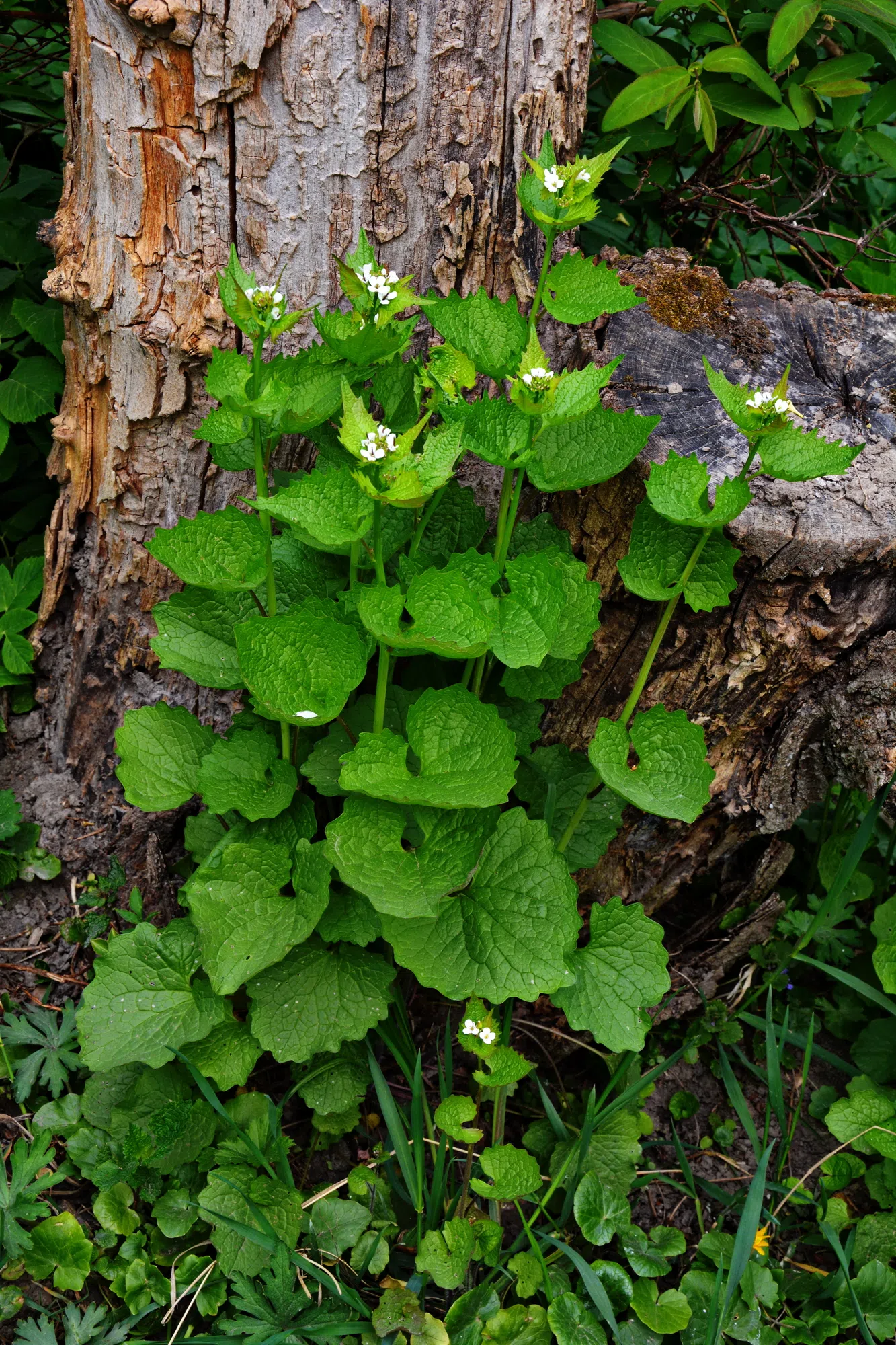 Saugeen Shores Is Doing A Garlic Mustard Challenge Country 93