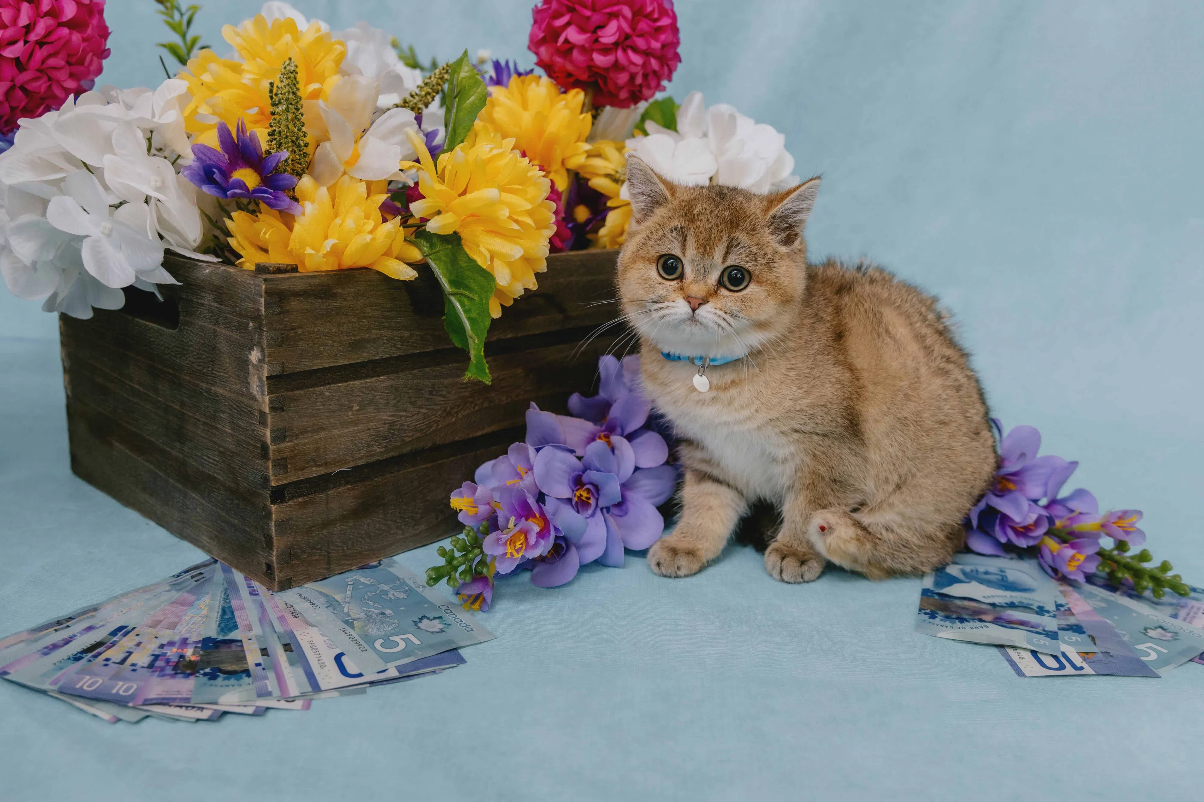 Breaking Meows: You could win more than $85,000 in the Ontario SPCA's 50/50 Lottery