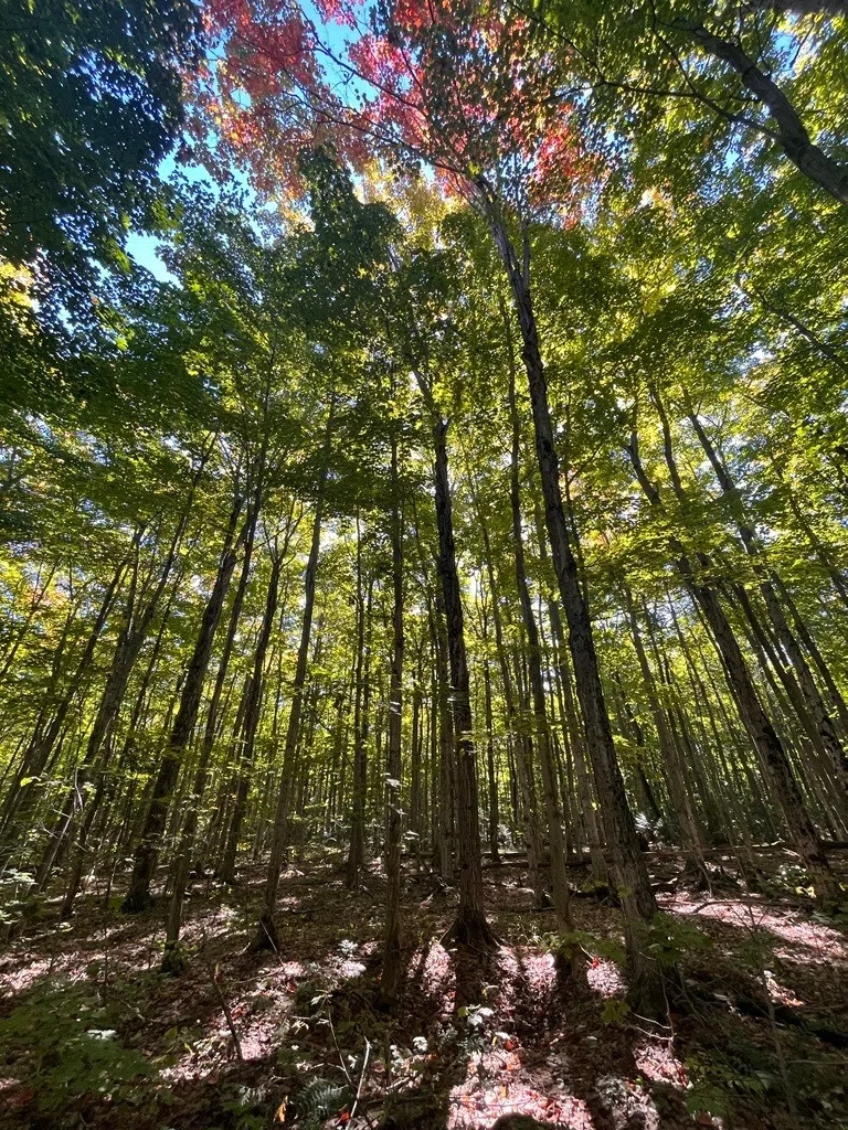 Forest Near Wiarton Now Protected By Nature Conservancy