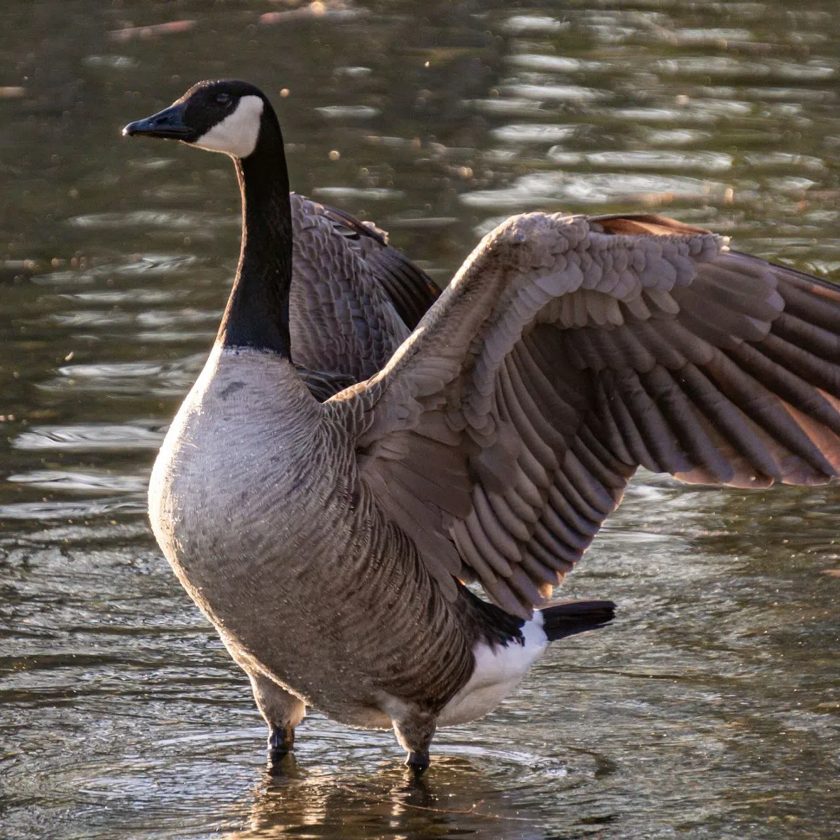Vamoose Goose! Ramara Implements Control Measures