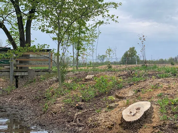 Replanting Efforts Underway At Kiwanis Soccer Complex After Removal Of Ash Trees