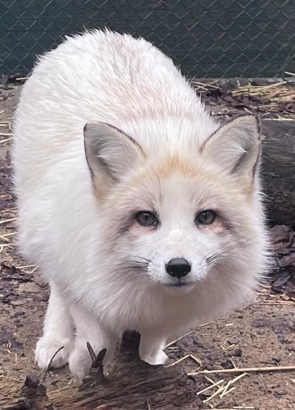 Red Foxes Seized and Brought to Aspen Valley Wildlife Sanctuary