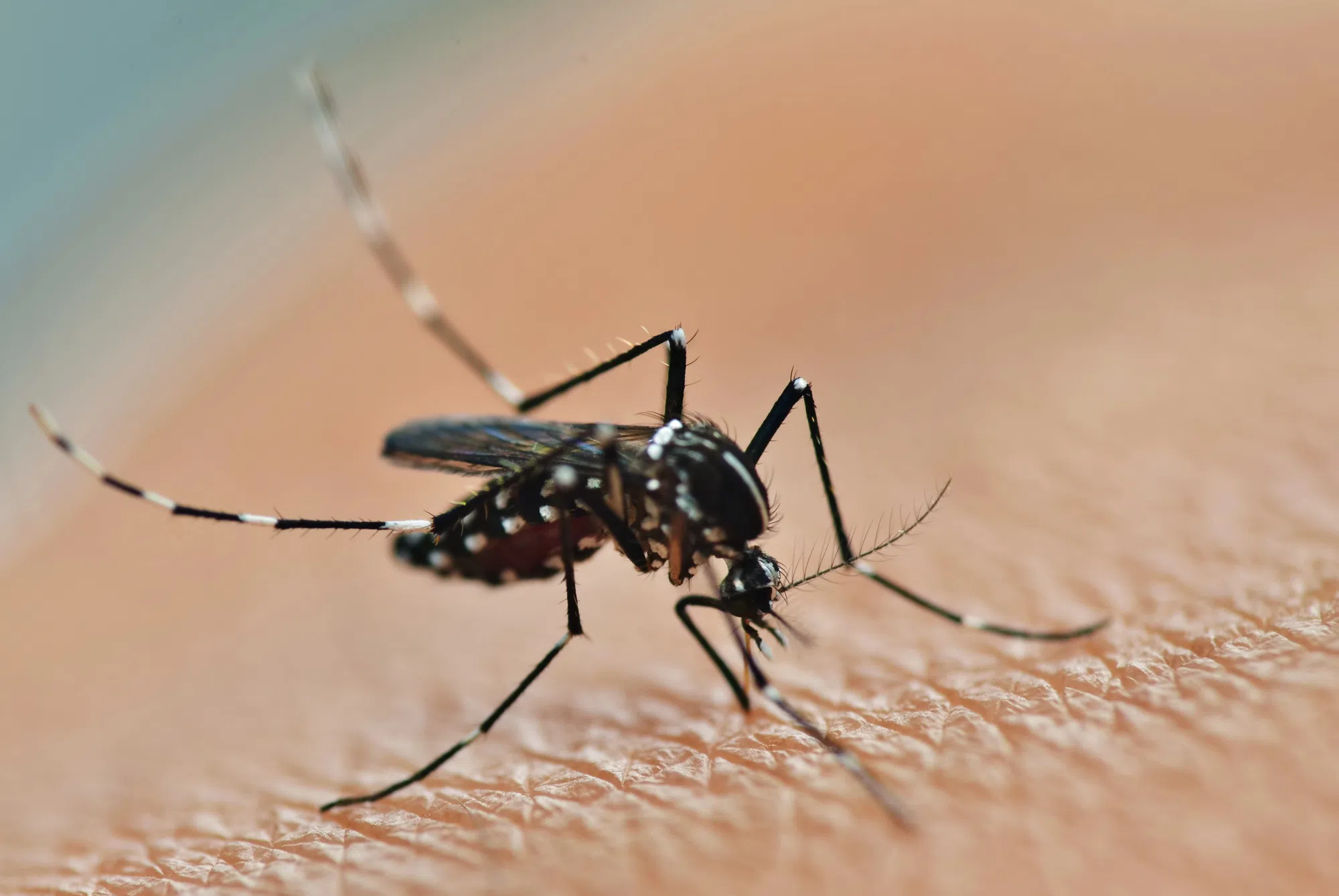 West Nile Virus Detected In Huron County