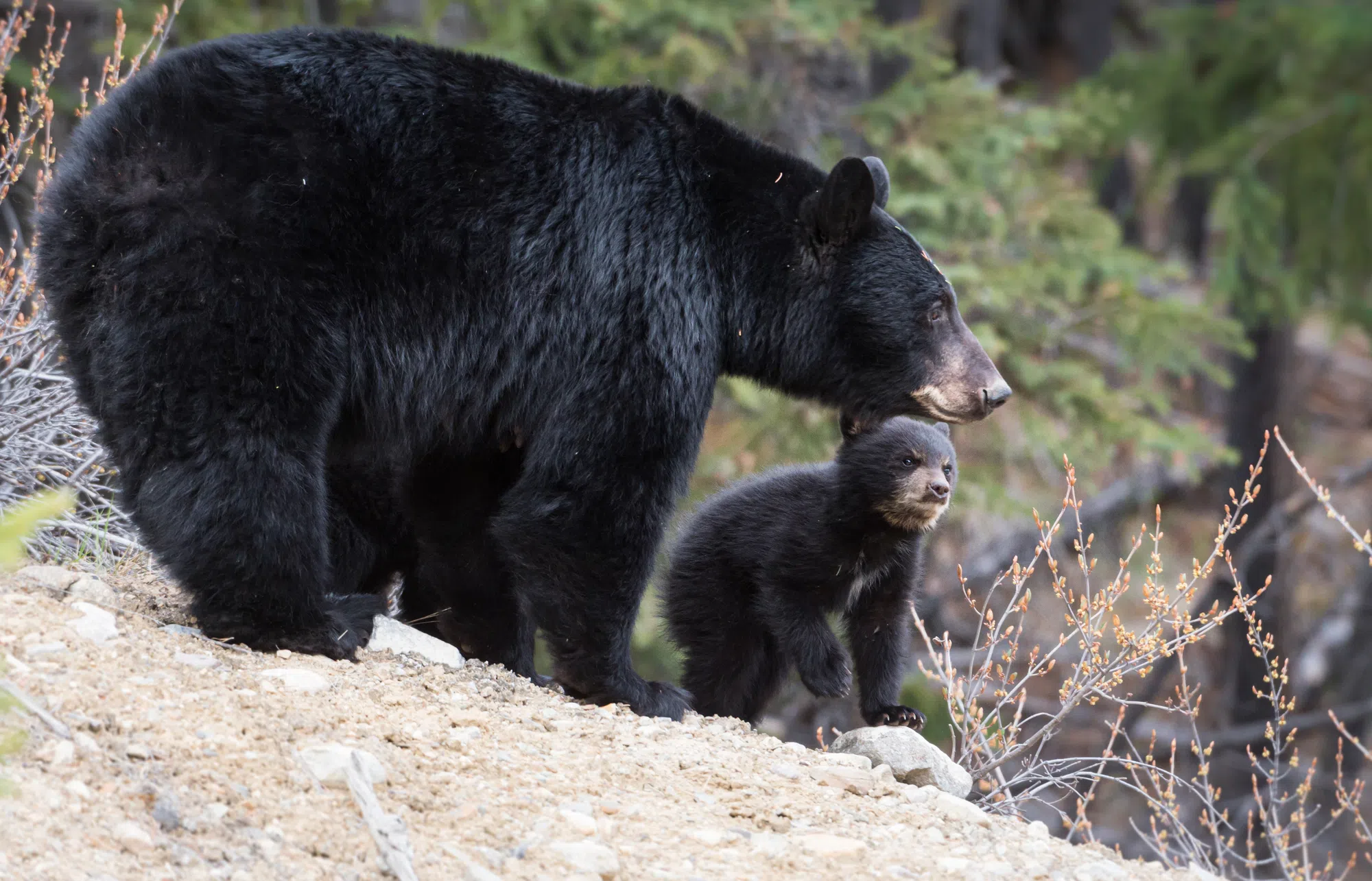 Bears Sighted In Huntsville Area