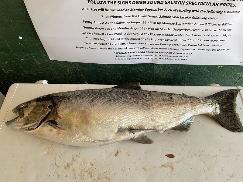 The Catches To Beat So Far On First Day Of McDonald’s Owen Sound Salmon Spectacular