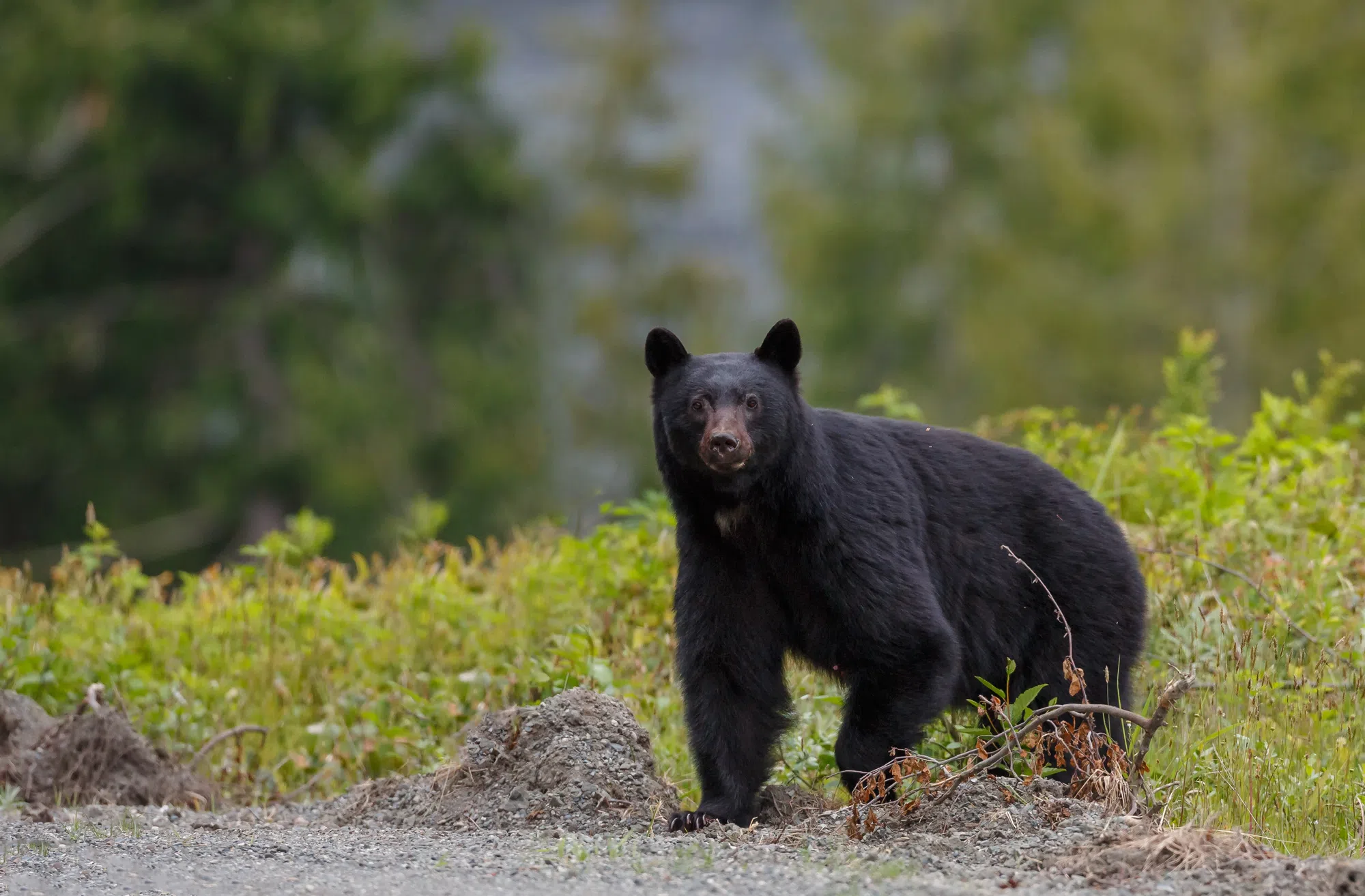 MNR Relocating Bears That Keep Showing Up Near Spruce Glen Public School