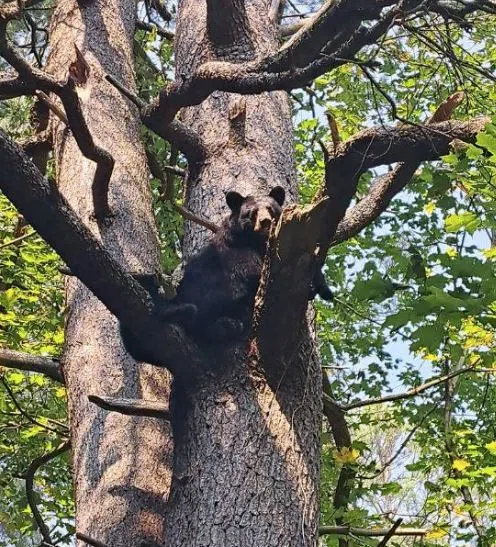 Bears Near Spruce Glen Public School Relocated Well Away From Huntsville by MNR