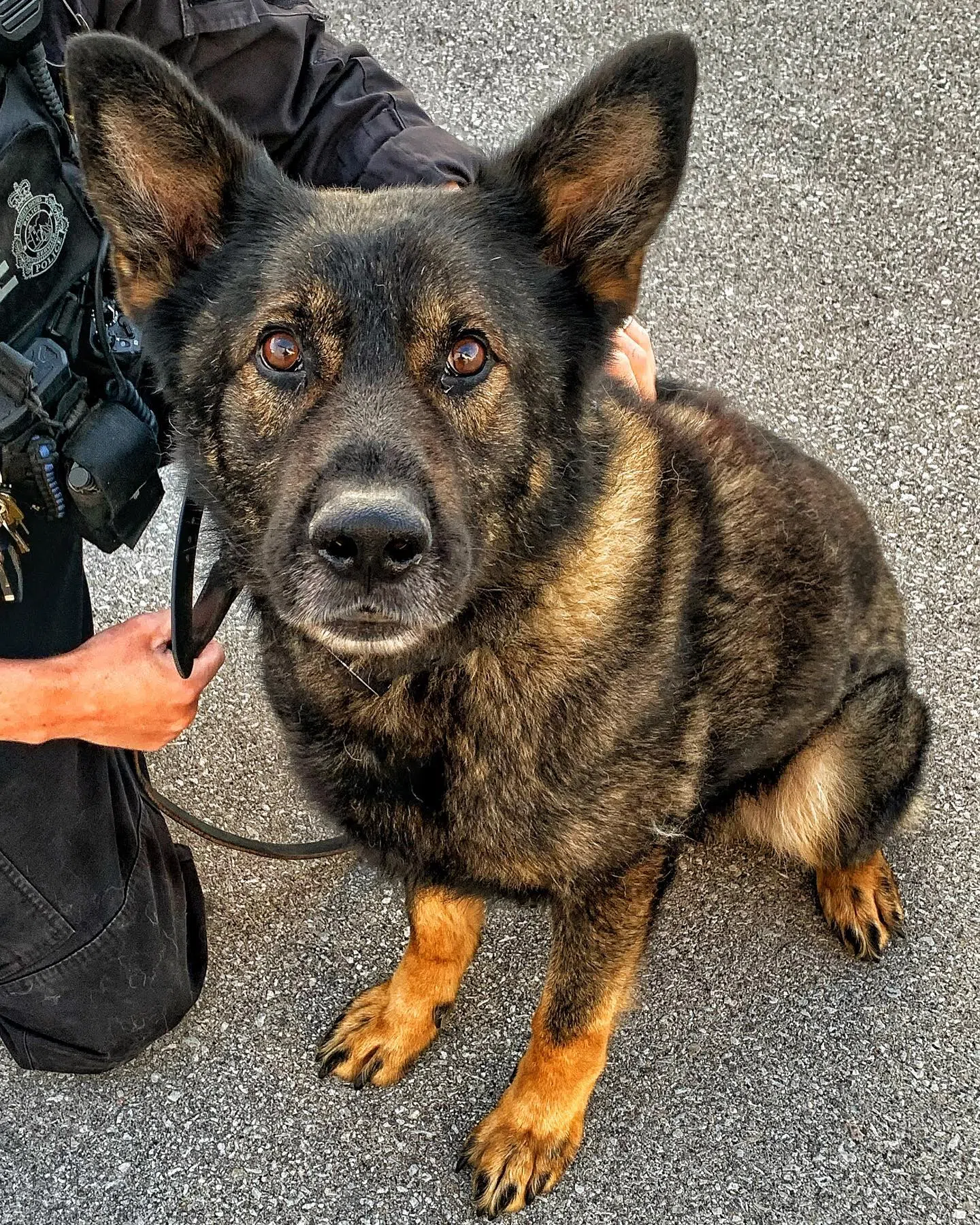 Saugeen Shores Police Dog Riker Retires