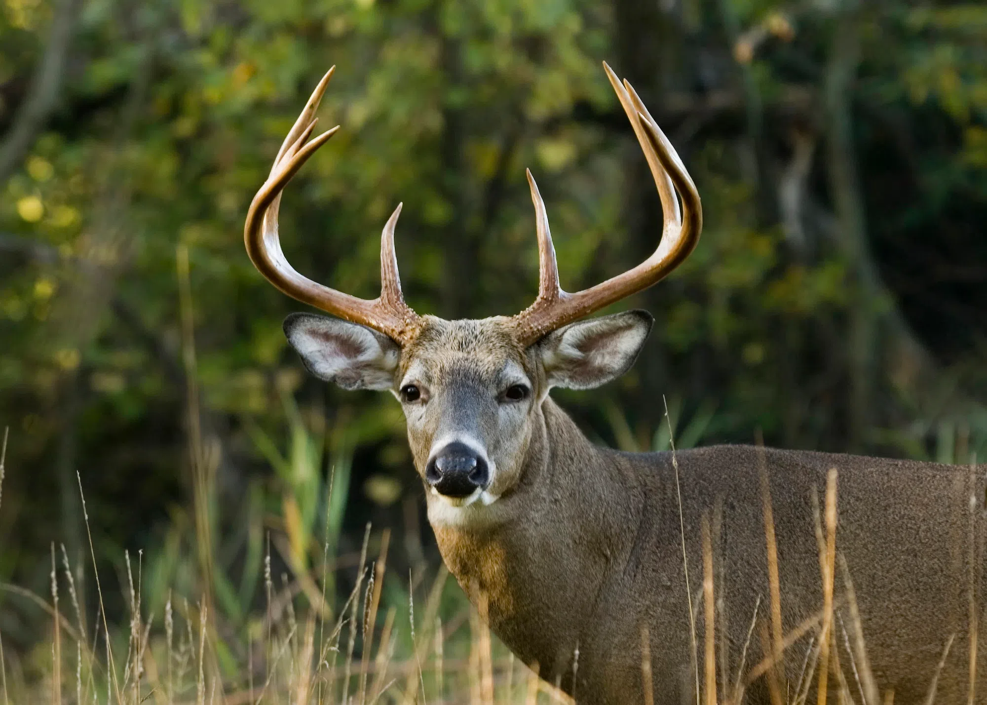 Bruce County Reminds Hunters, County Trail Users To Be Safe During Deer ...