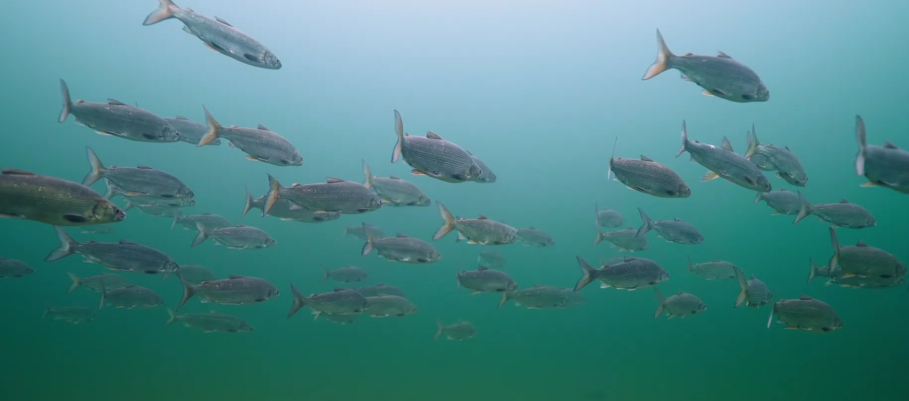 New Nature Documentary Featuring Lake Huron, Georgian Bay Airing Saturday