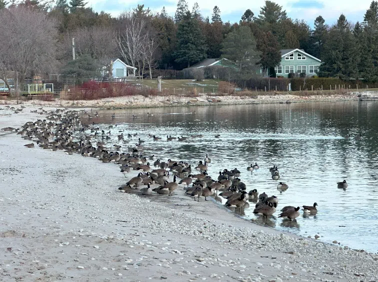 NBP To Deter Canadian Geese In Lion's Head Using Birds Of Prey