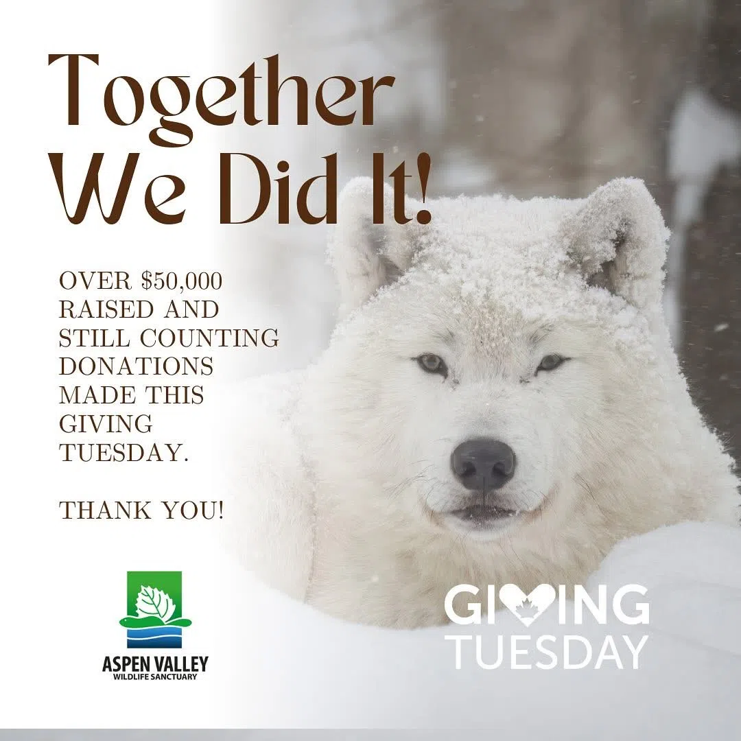 Giving Tuesday Effort Raises Over $50,000 For Aspen Valley Wildlife Sanctuary