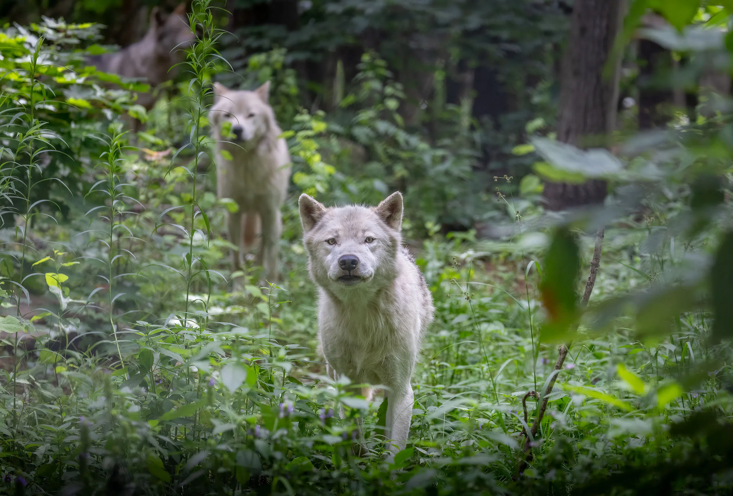Aspen Valley is the First Wildlife Rehab Facility In Canada Approved by GFAS