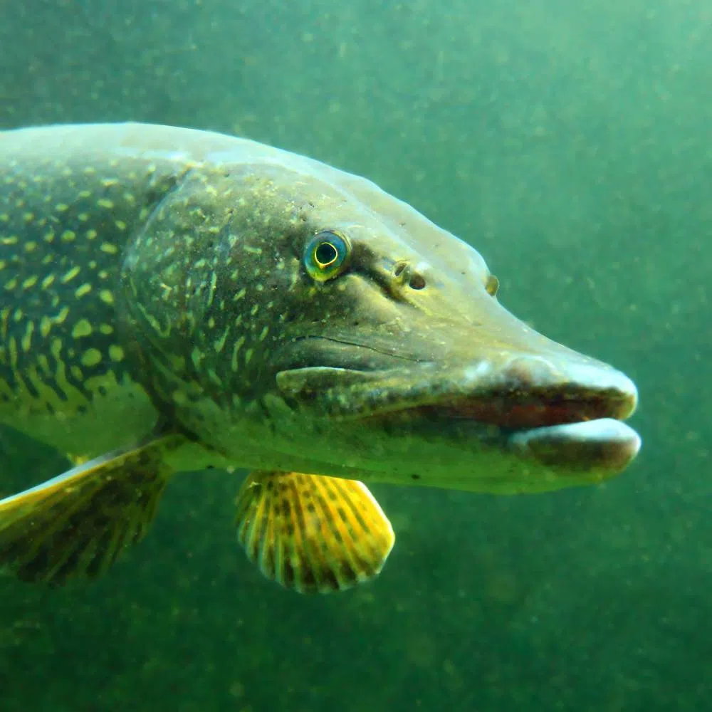 The Most Popular Game Fish You Can Catch in Canada