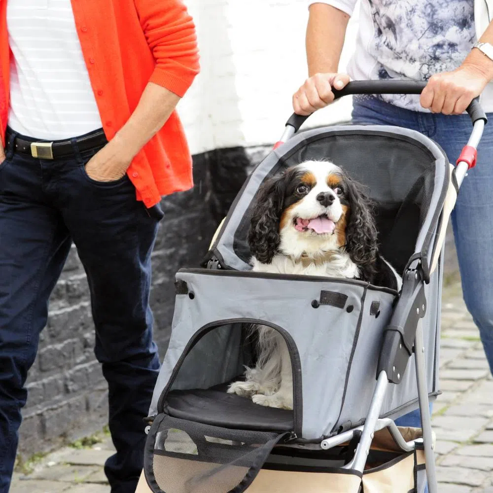 Dogs in Strollers? 4 Assumptions We All Get Wrong