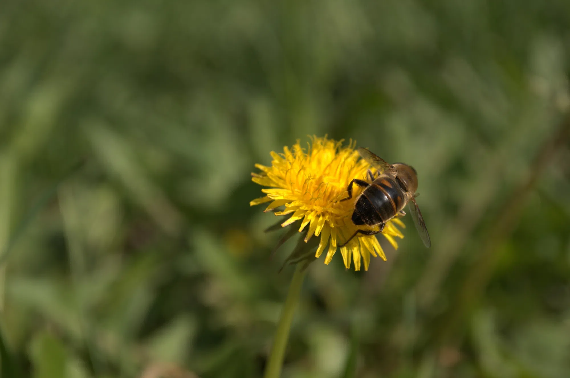 Owen Sound Councillor Wants Increased Lawn Heights, Pollinator Supports In Yard Maintenance Bylaw