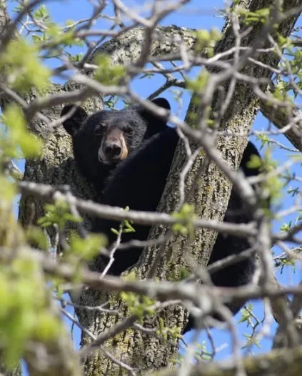 MNR, Police Escort Bear Out Of Owen Sound Tree