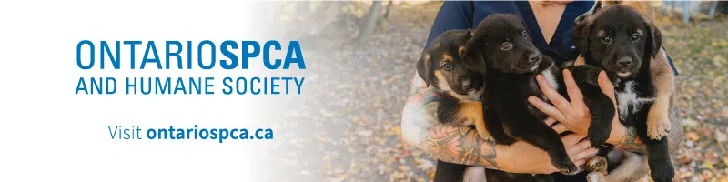 Fetch some fun at the Ontario SPCA Muskoka Animal Centre's Open House
