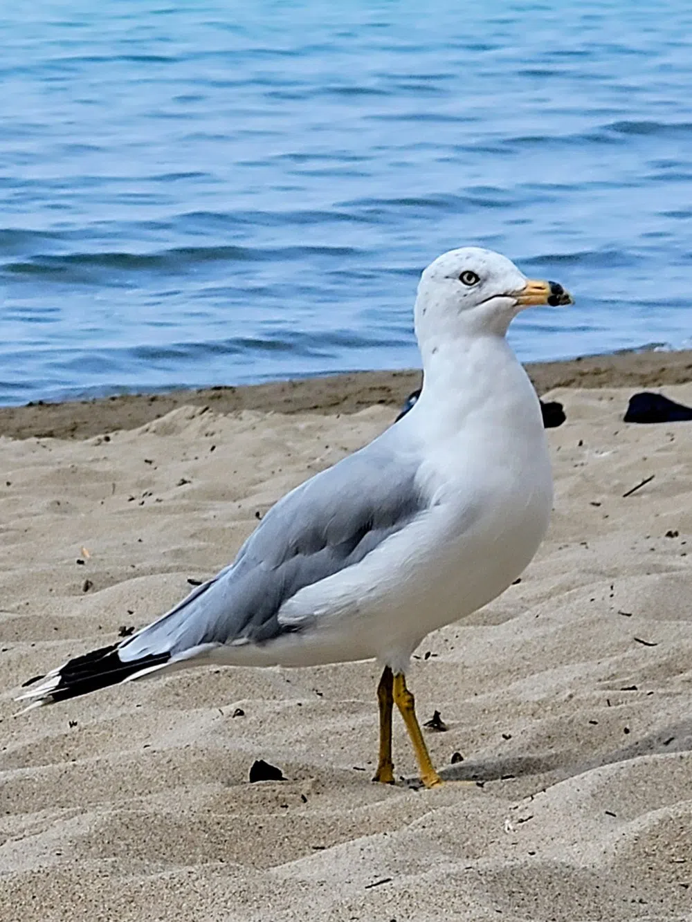 Police Warn Against Seagull Abuse In Saugeen Shores