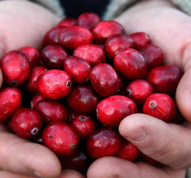 41st Annual Bala Cranberry Festival Happening Oct 17-19