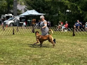 Owen Sound Dog Show