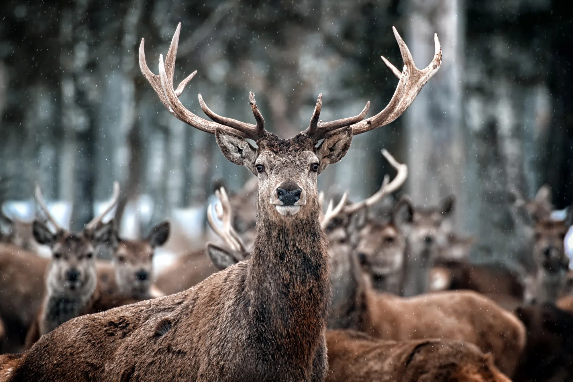 Ontario Calls on Hunters to Help Monitor for Chronic Wasting Disease