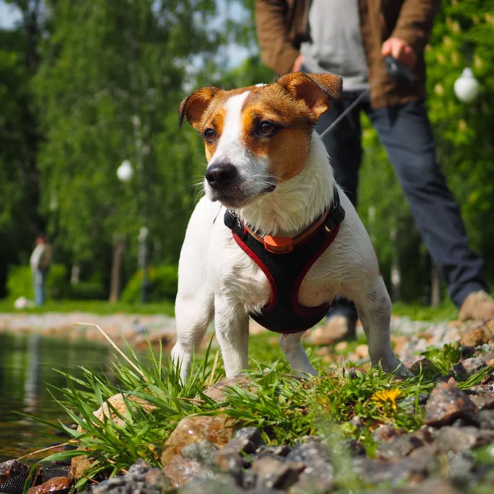Benefits of Walking Your Dog in a Harness