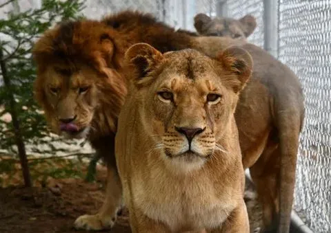 Rescued Lions from Quebec roadside zoo transported from Aspen Valley to Sanctuary in the United States