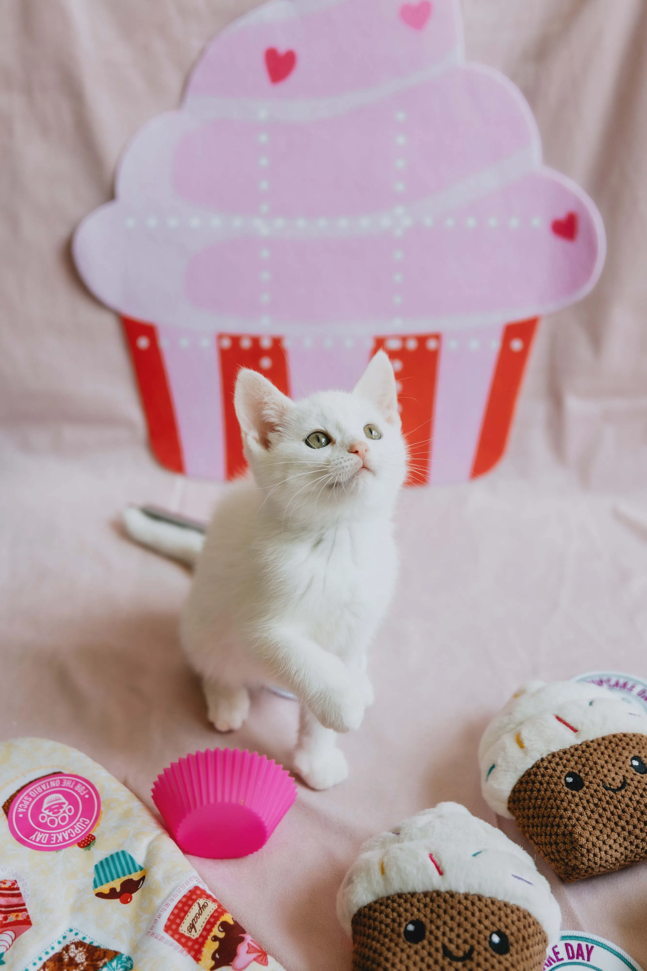 Today is Cupcake Day for the Ontario SPCA - the sweetest way to help animals
