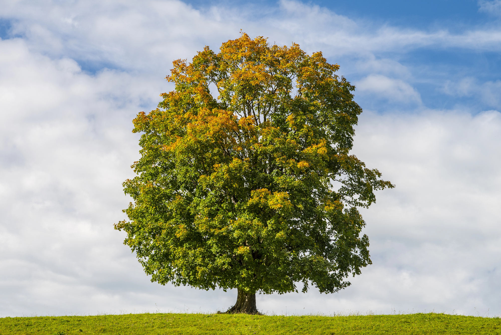 Bluewater Partners With ABCA For Affordable Native Trees