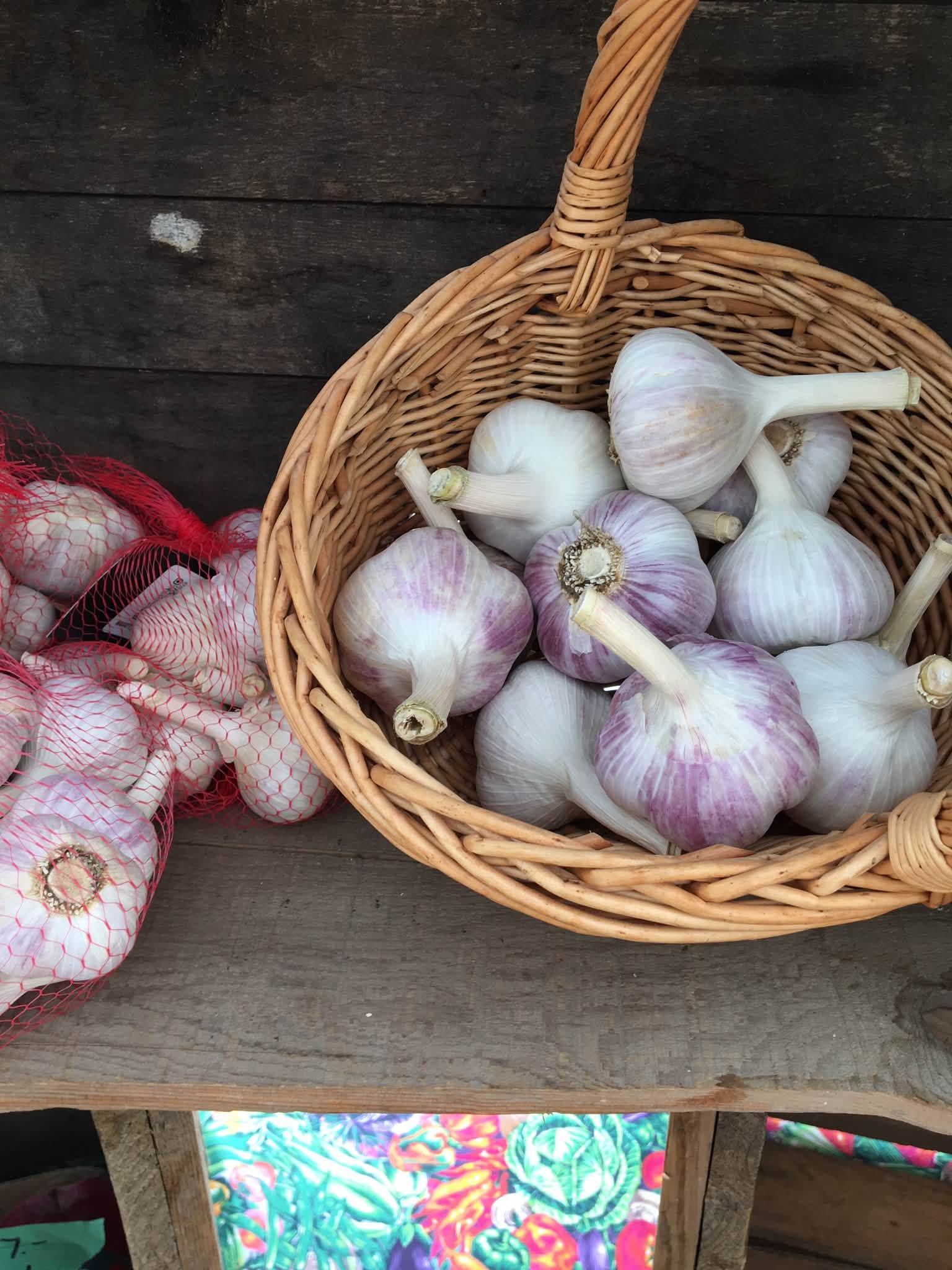 Dublin Garlic Growers To Attend Toronto Garlic Festival