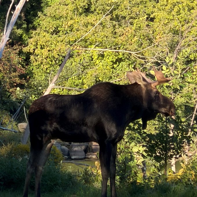 Meet Elliot, Collingwood's Moose