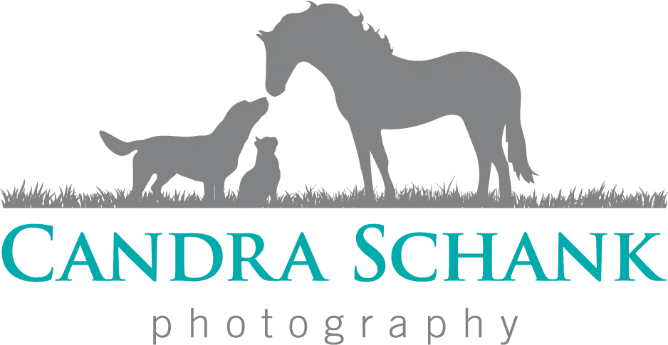 image of a dog, cat and horse, candra schank photography