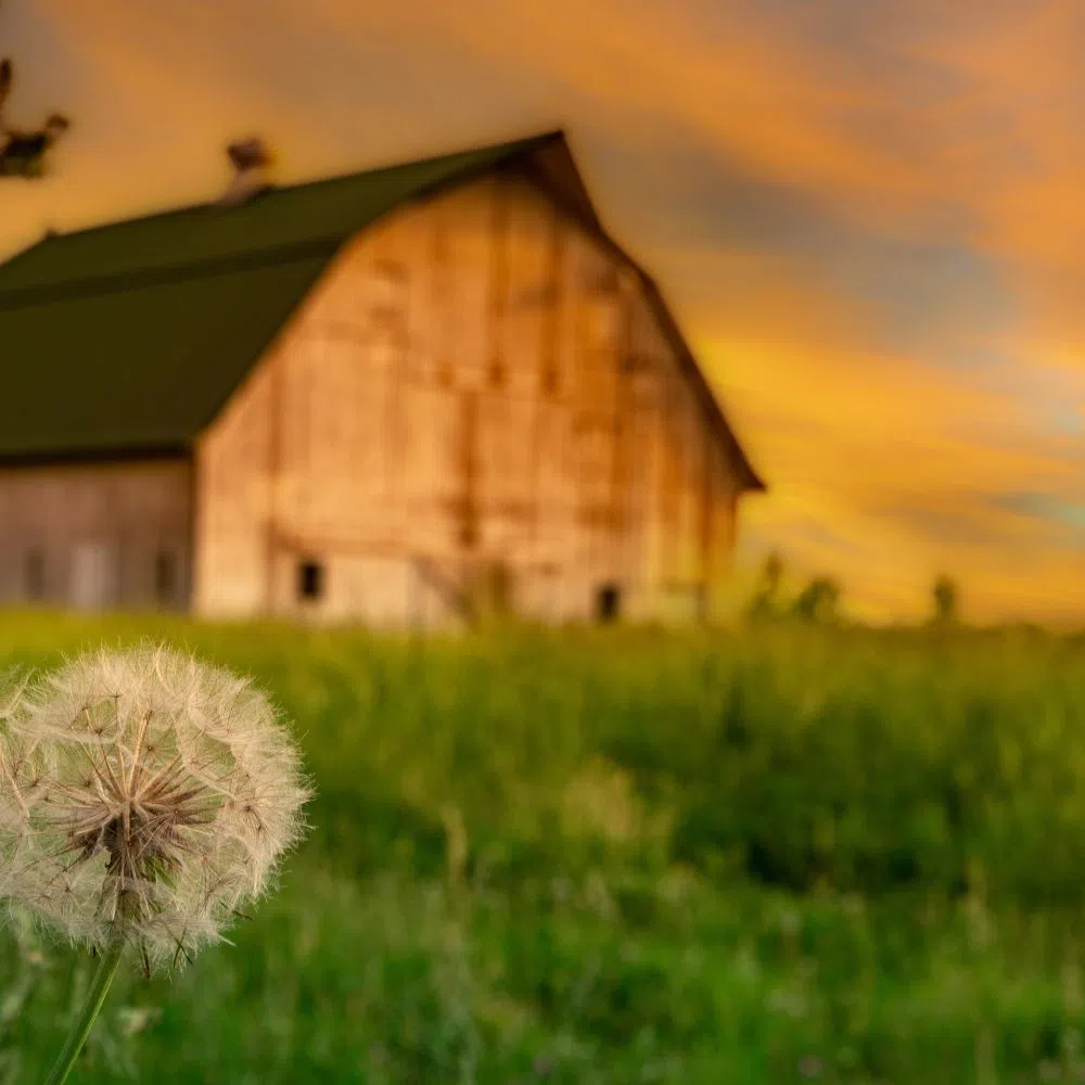 Building the Homestead: Mistakes You Must Avoid
