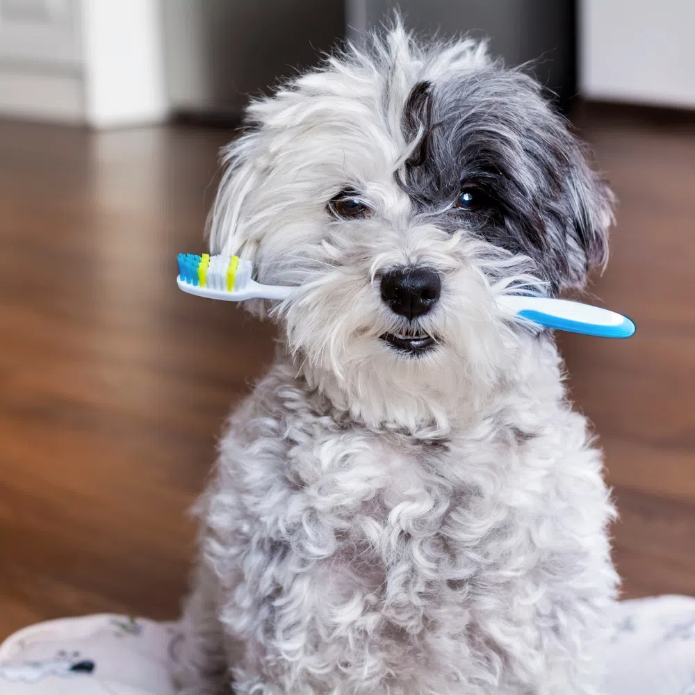 Effective Ways To Clean Your Dog's Teeth