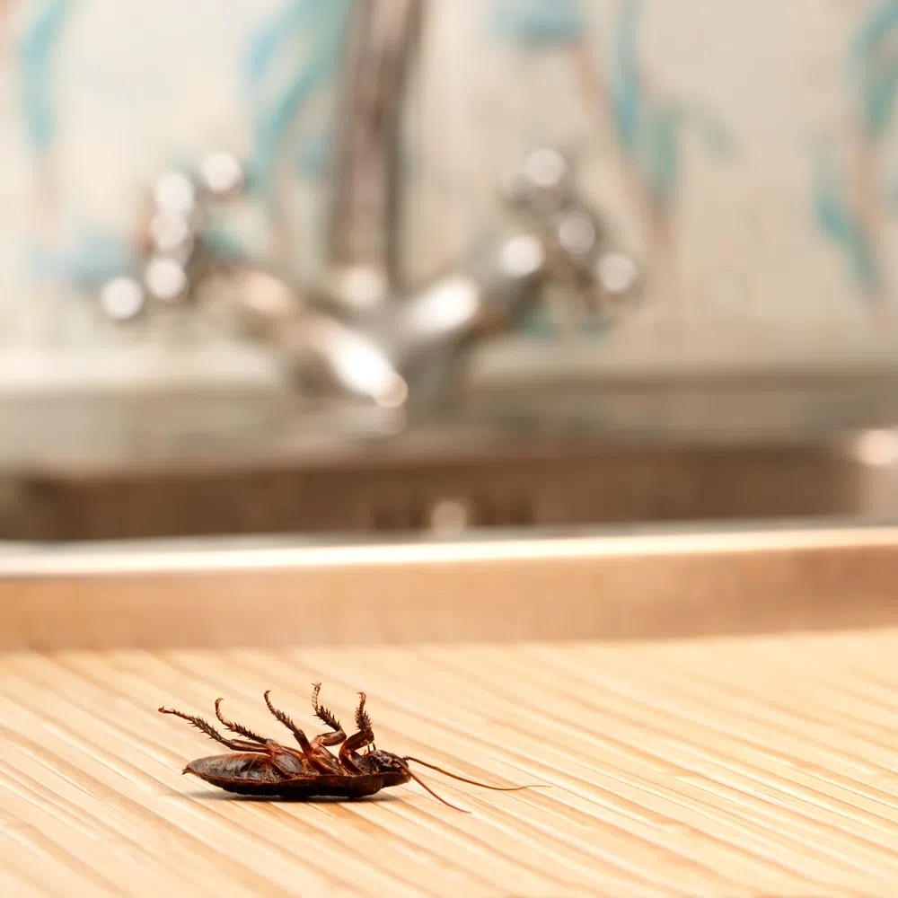 Tips for Pest-Proofing Your Home Each Season