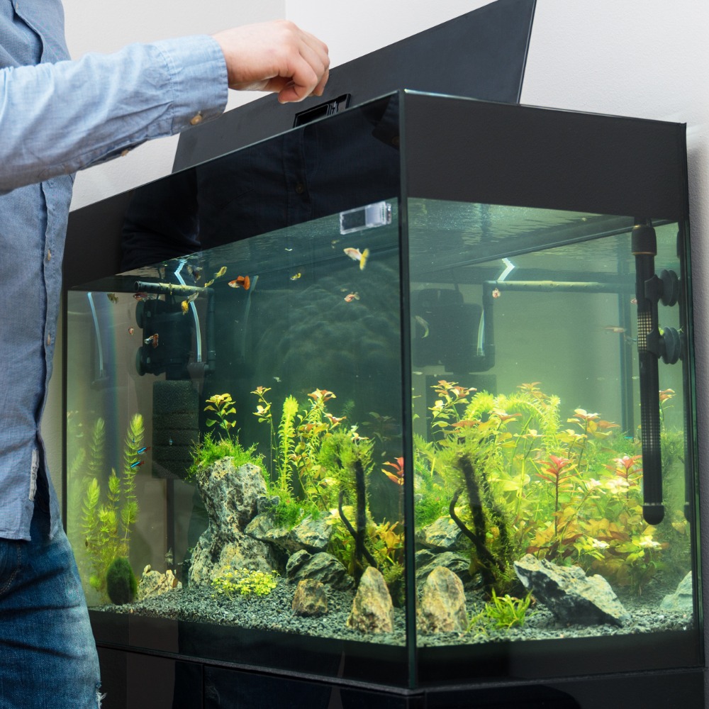 How To Keep an Aquarium With a Busy Work Schedule