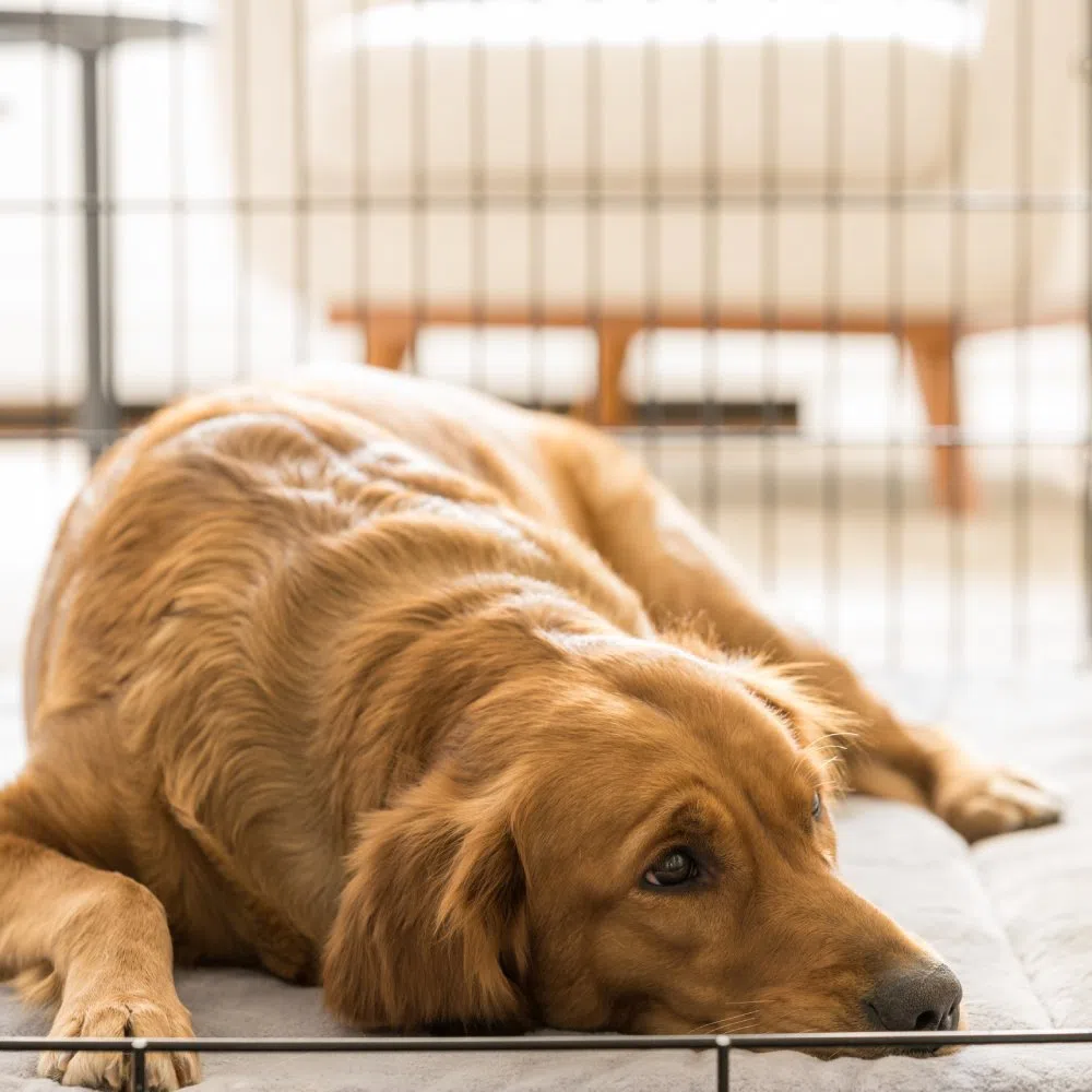 4 Signs Your Dog No Longer Needs To Sleep in a Crate